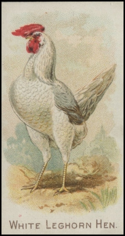 White Leghorn Hen
